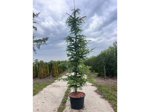 4x hybride lork, larix marschlinsii, zuilvorm, ca. 2.5-3 m hoog - afbeelding 1 van  3