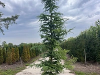4x hybride lork, larix marschlinsii, zuilvorm, ca. 2.5-3 m hoog