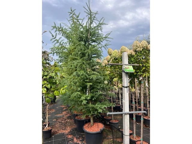 4x hybride lork, larix marschlinsii, zuilvorm, ca. 2.5-3 m hoog - afbeelding 2 van  3