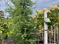 4x hybride lork, larix marschlinsii, zuilvorm, ca. 2.5-3 m hoog - afbeelding 2 van  3