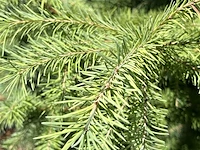 4x hybride lork, larix marschlinsii, zuilvorm, ca. 2.5-3 m hoog - afbeelding 3 van  3