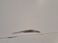 4x ikea kallax kast - afbeelding 6 van  7