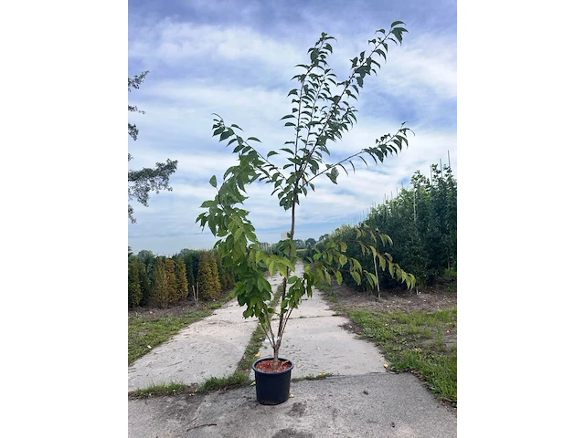 4x japanse sierkers, prunus 'kanzan', meerstammig, dieproze bloei, ca. 175-200 cm hoog - afbeelding 1 van  3
