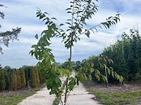 4x japanse sierkers, prunus 'kanzan', meerstammig, dieproze bloei, ca. 175-200 cm hoog