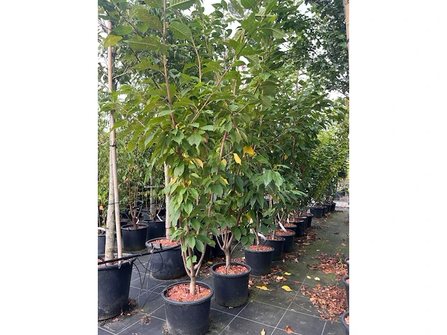 4x japanse sierkers, prunus 'kanzan', meerstammig, dieproze bloei, ca. 175-200 cm hoog - afbeelding 2 van  3