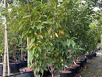 4x japanse sierkers, prunus 'kanzan', meerstammig, dieproze bloei, ca. 175-200 cm hoog - afbeelding 2 van  3