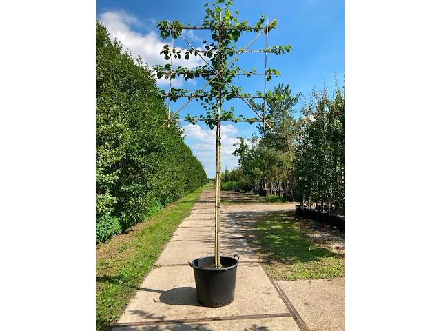 4x koningslinde, tilia 'pallida', leiboom, ca. 200 cm stamhoogte - afbeelding 1 van  4