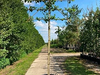 4x koningslinde, tilia 'pallida', leiboom, ca. 200 cm stamhoogte