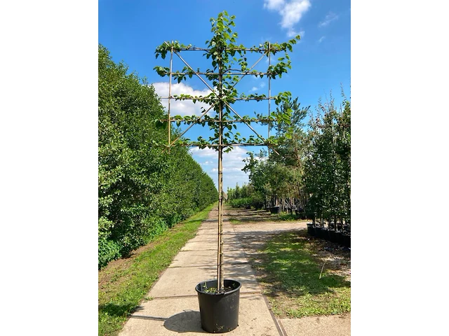 4x koningslinde, tilia 'pallida', leiboom, ca. 200 cm stamhoogte - afbeelding 2 van  4