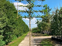 4x koningslinde, tilia 'pallida', leiboom, ca. 200 cm stamhoogte - afbeelding 2 van  4