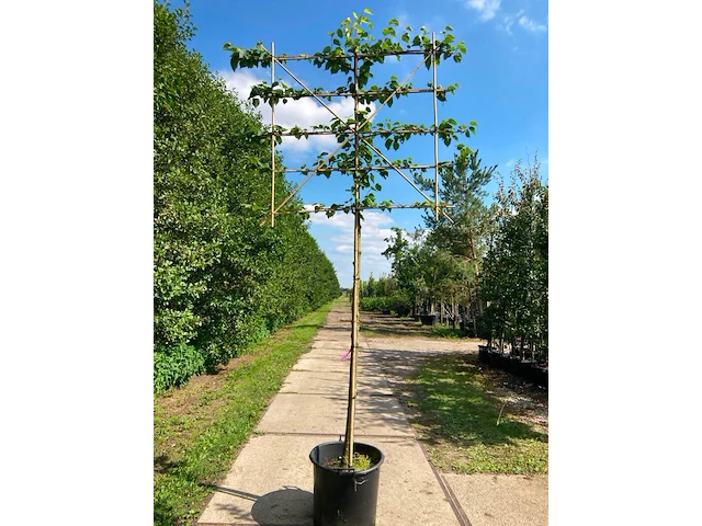 4x koningslinde, tilia 'pallida', leiboom, ca. 200 cm stamhoogte - afbeelding 3 van  4
