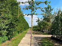 4x koningslinde, tilia 'pallida', leiboom, ca. 200 cm stamhoogte - afbeelding 3 van  4