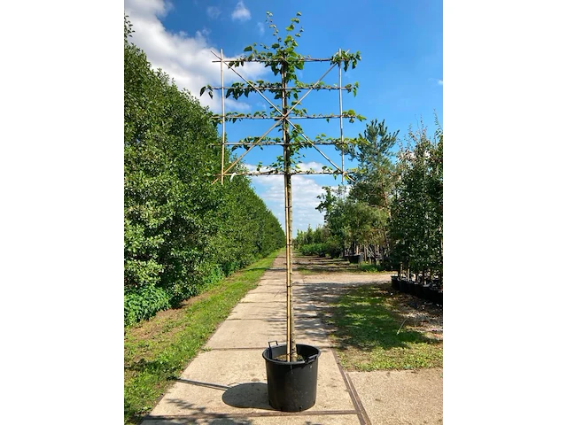 4x koningslinde, tilia 'pallida', leiboom, ca. 200 cm stamhoogte - afbeelding 4 van  4