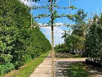 4x koningslinde, tilia 'pallida', leiboom, ca. 200 cm stamhoogte - afbeelding 4 van  4