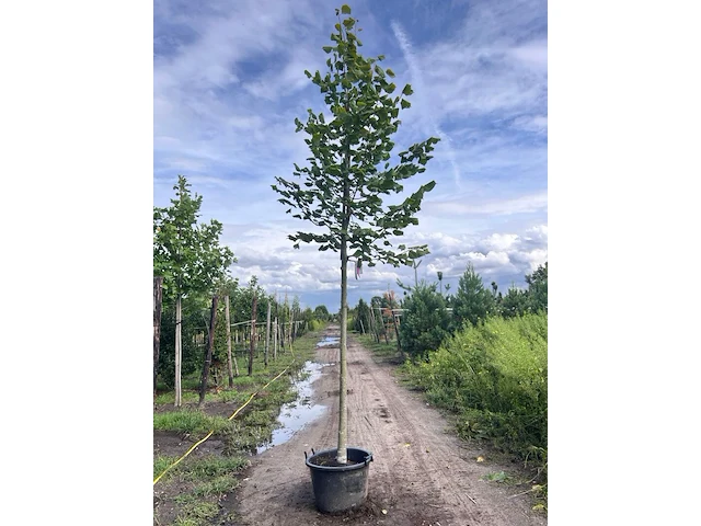 4x koningslinde, tilia platyphyllos, hoogstam, ca. 5 m hoog - afbeelding 1 van  4