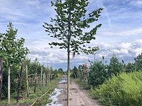 4x koningslinde, tilia platyphyllos, hoogstam, ca. 5 m hoog