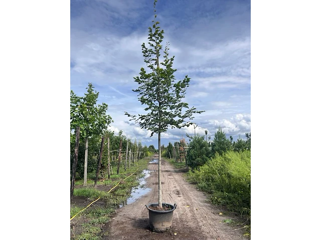 4x koningslinde, tilia platyphyllos, hoogstam, ca. 5 m hoog - afbeelding 2 van  4