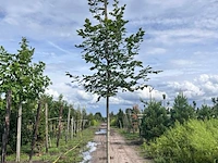 4x koningslinde, tilia platyphyllos, hoogstam, ca. 5 m hoog - afbeelding 2 van  4