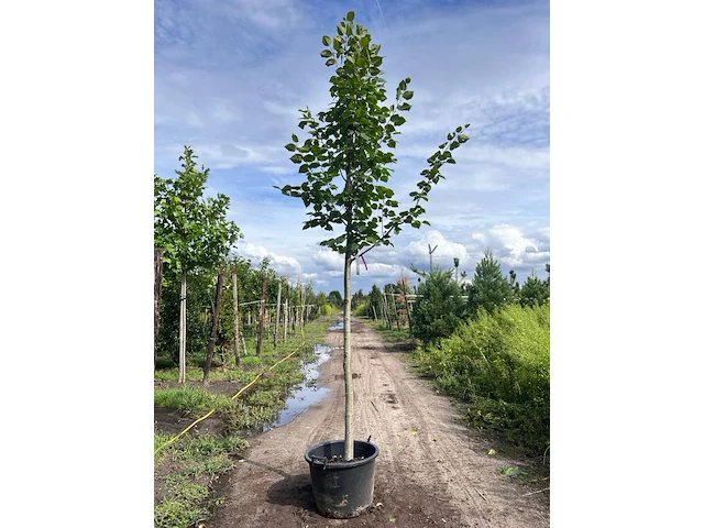 4x koningslinde, tilia platyphyllos, hoogstam, ca. 5 m hoog - afbeelding 3 van  4