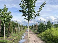 4x koningslinde, tilia platyphyllos, hoogstam, ca. 5 m hoog - afbeelding 3 van  4