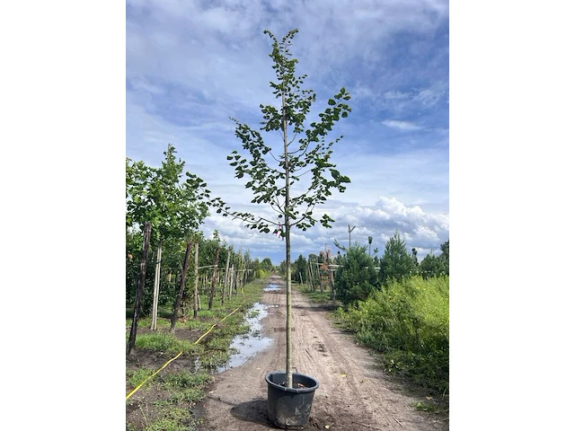 4x koningslinde, tilia platyphyllos, hoogstam, ca. 5 m hoog - afbeelding 4 van  4