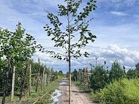 4x koningslinde, tilia platyphyllos, hoogstam, ca. 5 m hoog - afbeelding 4 van  4