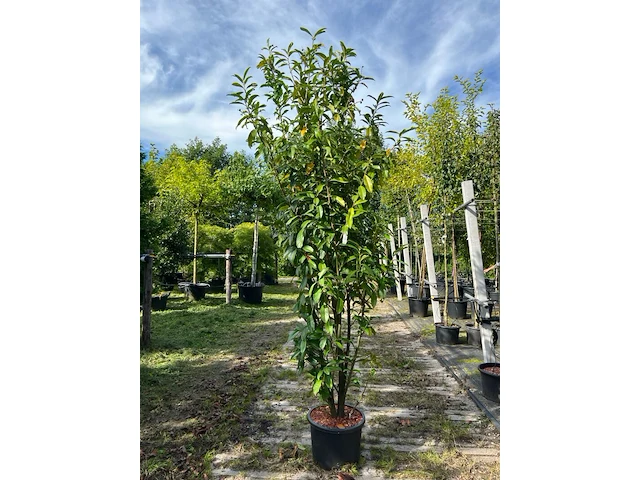 4x laurierkers, prunus 'genolia', haagplant, wintergroen, ca. 200 cm hoog - afbeelding 1 van  2
