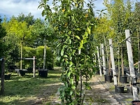 4x laurierkers, prunus 'genolia', haagplant, wintergroen, ca. 200 cm hoog