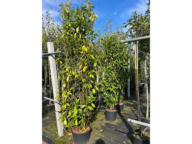 4x laurierkers, prunus 'genolia', haagplant, wintergroen, ca. 200 cm hoog - afbeelding 2 van  2