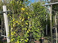4x laurierkers, prunus 'genolia', haagplant, wintergroen, ca. 200 cm hoog - afbeelding 2 van  2
