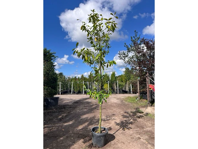 4x laurierkers, prunus 'novita', leigeschikt, wintergroen, ca. 3 m hoog - afbeelding 1 van  4