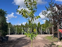 4x laurierkers, prunus 'novita', leigeschikt, wintergroen, ca. 3 m hoog