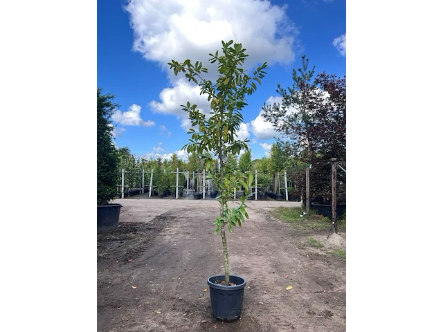 4x laurierkers, prunus 'novita', leigeschikt, wintergroen, ca. 3 m hoog - afbeelding 2 van  4