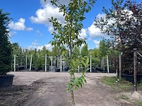 4x laurierkers, prunus 'novita', leigeschikt, wintergroen, ca. 3 m hoog - afbeelding 2 van  4