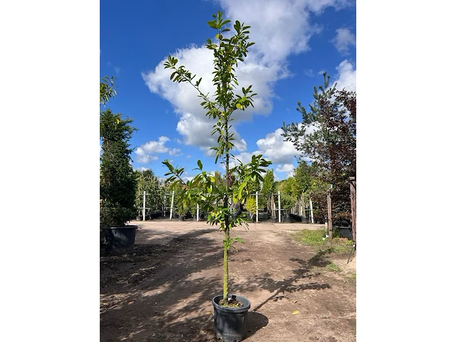 4x laurierkers, prunus 'novita', leigeschikt, wintergroen, ca. 3 m hoog - afbeelding 3 van  4