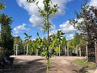4x laurierkers, prunus 'novita', leigeschikt, wintergroen, ca. 3 m hoog - afbeelding 3 van  4