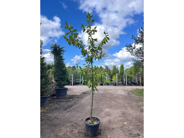 4x laurierkers, prunus 'novita', leigeschikt, wintergroen, ca. 3 m hoog - afbeelding 4 van  4