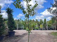 4x laurierkers, prunus 'novita', leigeschikt, wintergroen, ca. 3 m hoog - afbeelding 4 van  4