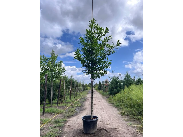 4x laurierkers, prunus 'novita', leigeschikt, wintergroen, ca. 3.5-4 m hoog - afbeelding 1 van  4