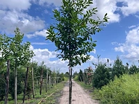 4x laurierkers, prunus 'novita', leigeschikt, wintergroen, ca. 3.5-4 m hoog