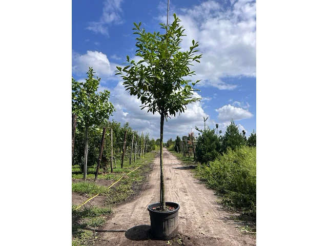 4x laurierkers, prunus 'novita', leigeschikt, wintergroen, ca. 3.5-4 m hoog - afbeelding 2 van  4