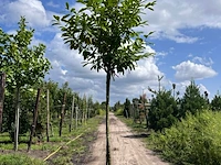 4x laurierkers, prunus 'novita', leigeschikt, wintergroen, ca. 3.5-4 m hoog - afbeelding 2 van  4