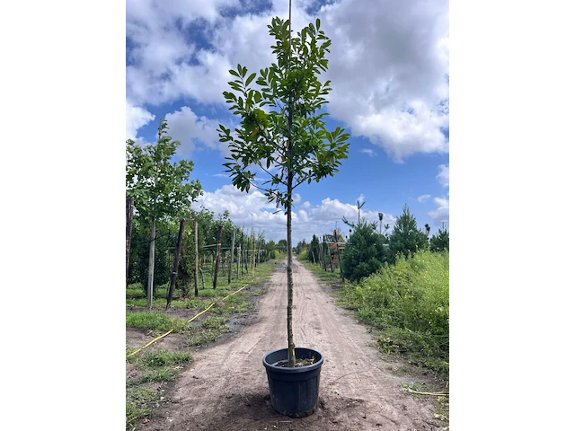4x laurierkers, prunus 'novita', leigeschikt, wintergroen, ca. 3.5-4 m hoog - afbeelding 3 van  4