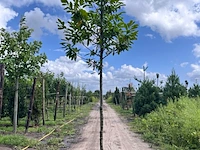 4x laurierkers, prunus 'novita', leigeschikt, wintergroen, ca. 3.5-4 m hoog - afbeelding 3 van  4