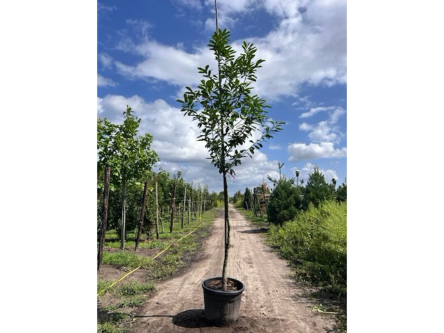 4x laurierkers, prunus 'novita', leigeschikt, wintergroen, ca. 3.5-4 m hoog - afbeelding 4 van  4