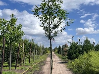 4x laurierkers, prunus 'novita', leigeschikt, wintergroen, ca. 3.5-4 m hoog - afbeelding 4 van  4