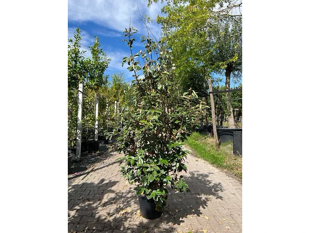 4x olijfwilg, elaeagnus ebbingei, haagplant, wintergroen, ca. 125-175 cm hoog - afbeelding 1 van  5