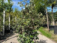 4x olijfwilg, elaeagnus ebbingei, haagplant, wintergroen, ca. 125-175 cm hoog