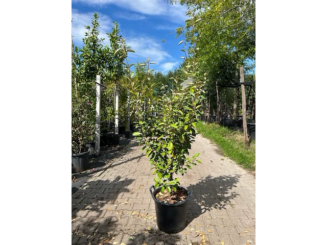 4x olijfwilg, elaeagnus ebbingei, haagplant, wintergroen, ca. 125-175 cm hoog - afbeelding 2 van  5