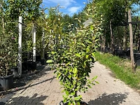 4x olijfwilg, elaeagnus ebbingei, haagplant, wintergroen, ca. 125-175 cm hoog - afbeelding 2 van  5